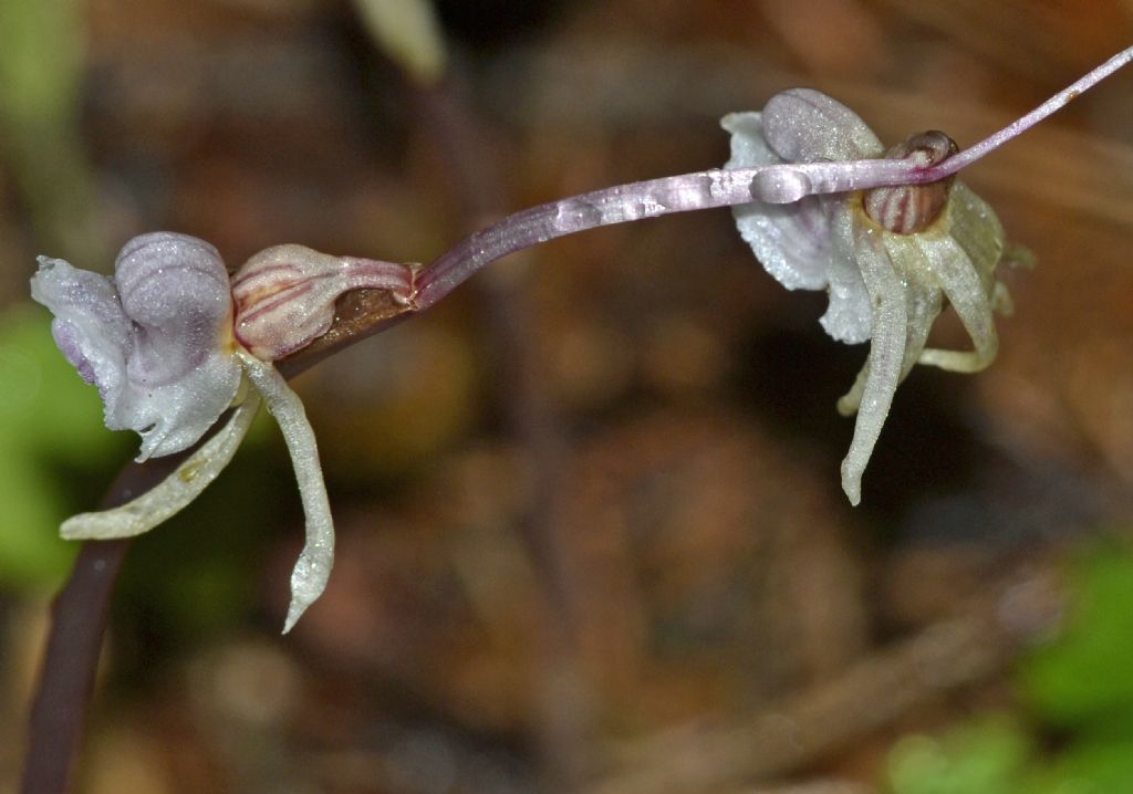 Epipogium aphyllum